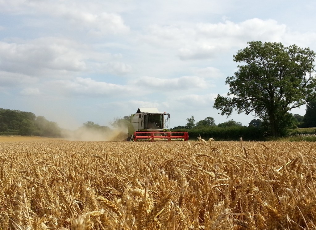 combing-wheat